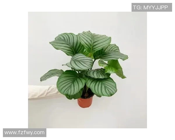 盆栽种植技巧与养护方法全面解析,打造绿色家居环境的必备指南 盆栽种植技巧与养护方法全面解析,打造绿色家居环境的必备指南